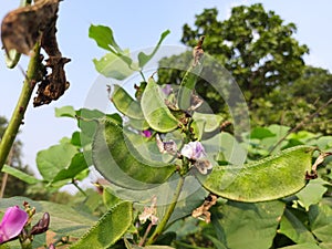 Lablab purpureusÃÂ vegetable in plant.